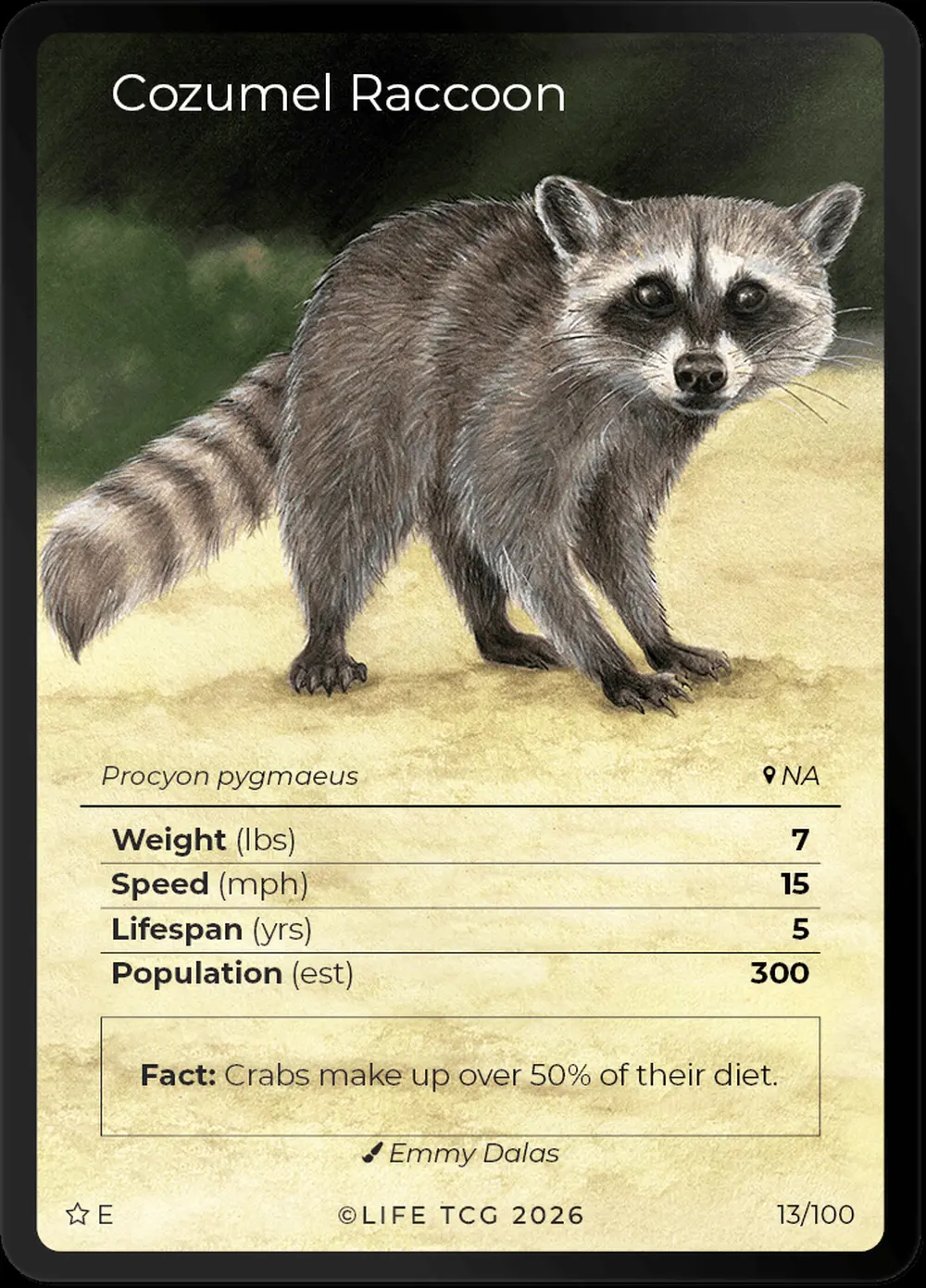 Cozumel Raccoon card front