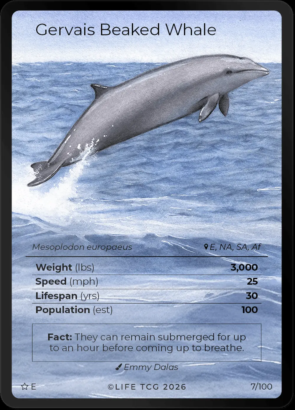 Gervais Beaked Whale card front