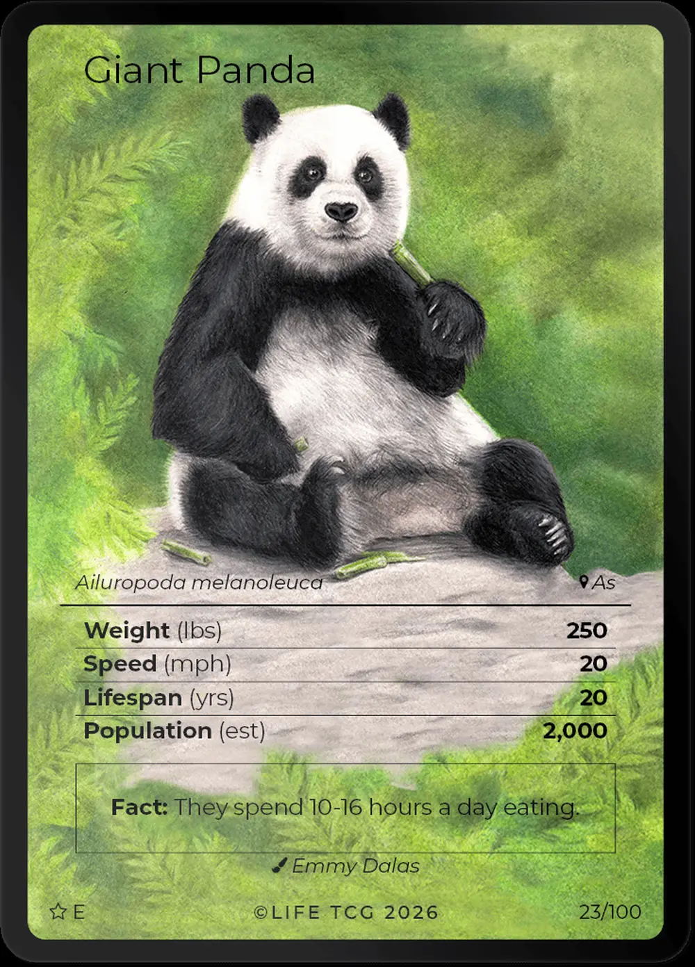 Giant Panda card front