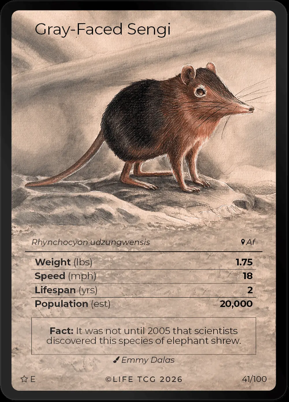 Grey Faced Sengi card front