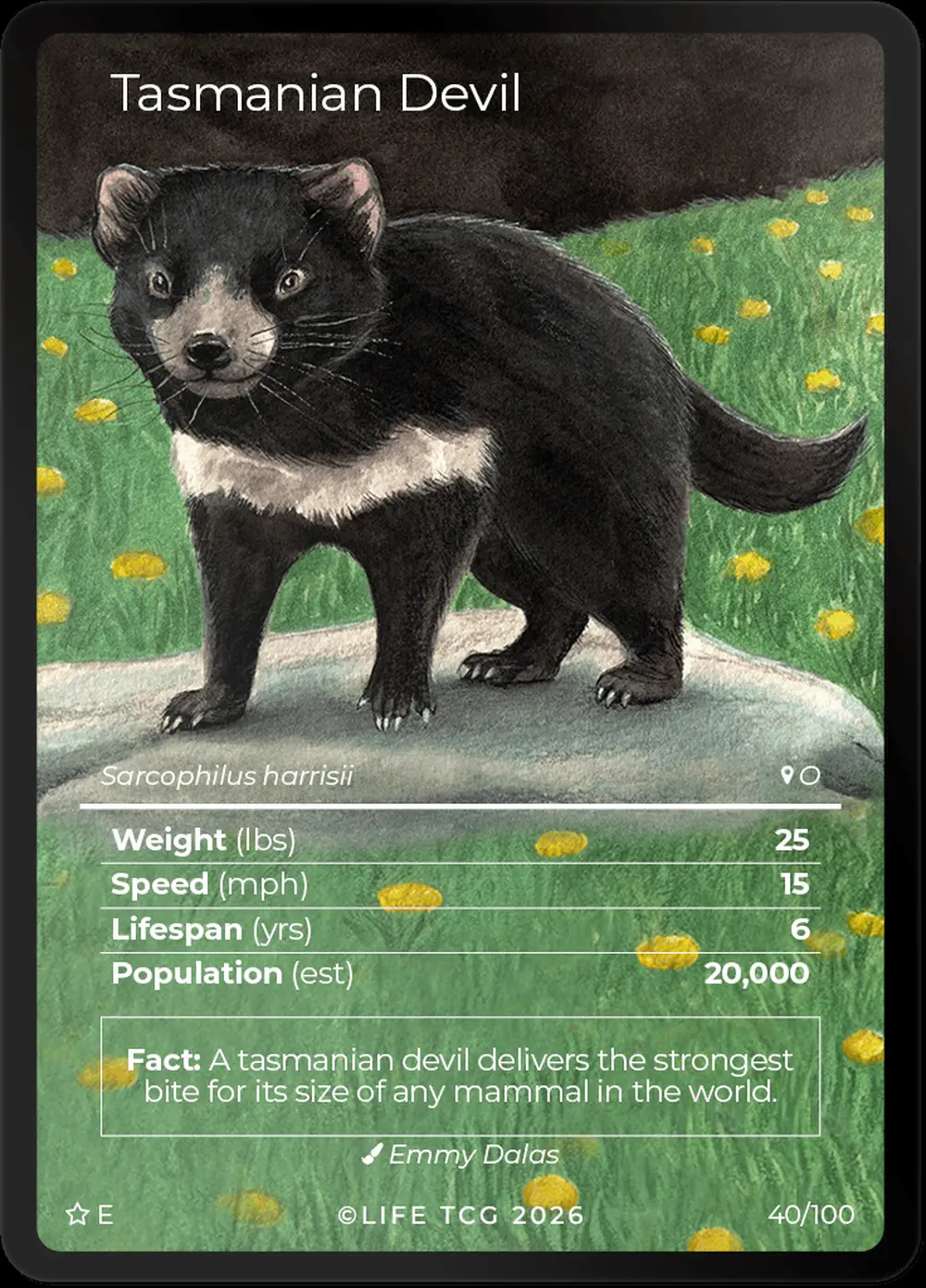 Tasmanian Devil card front