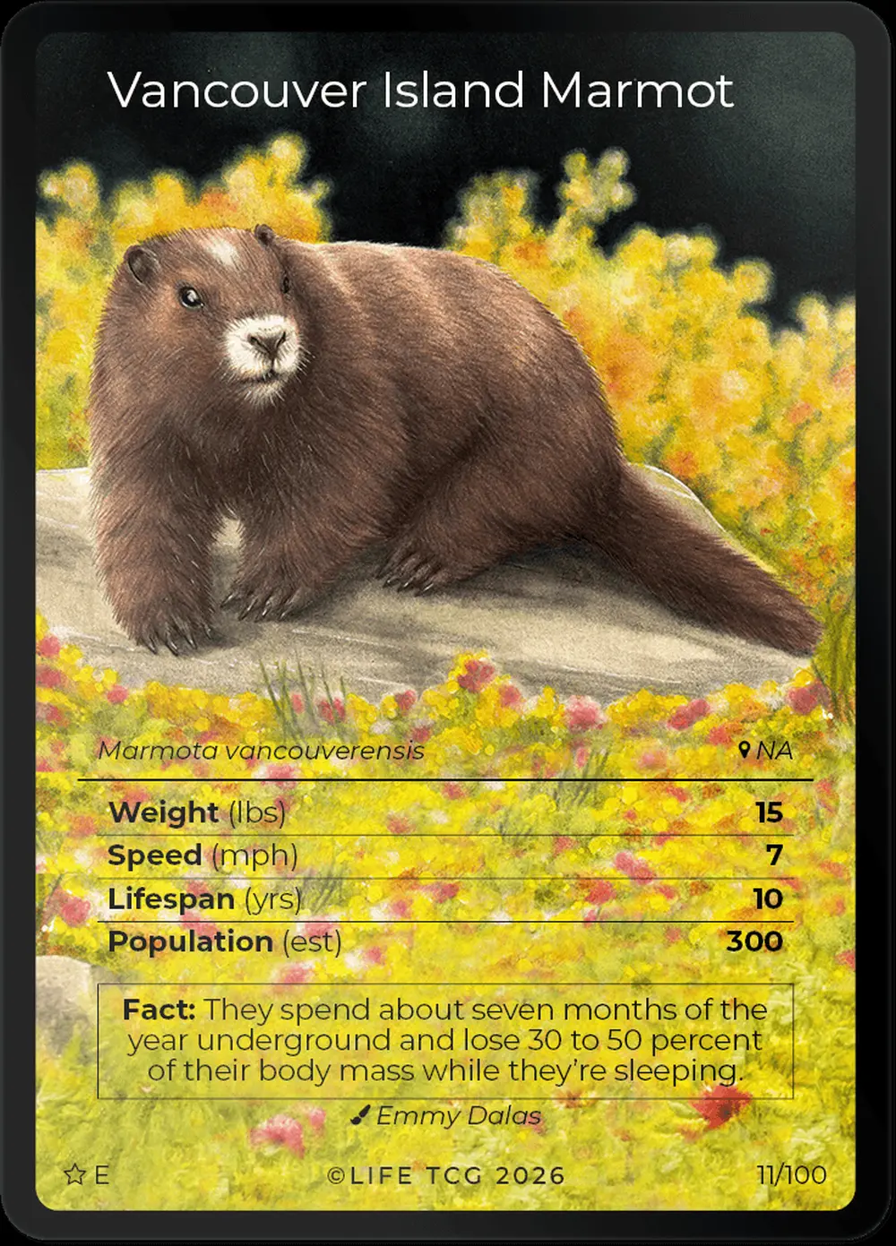Vancouver Island Marmot card front