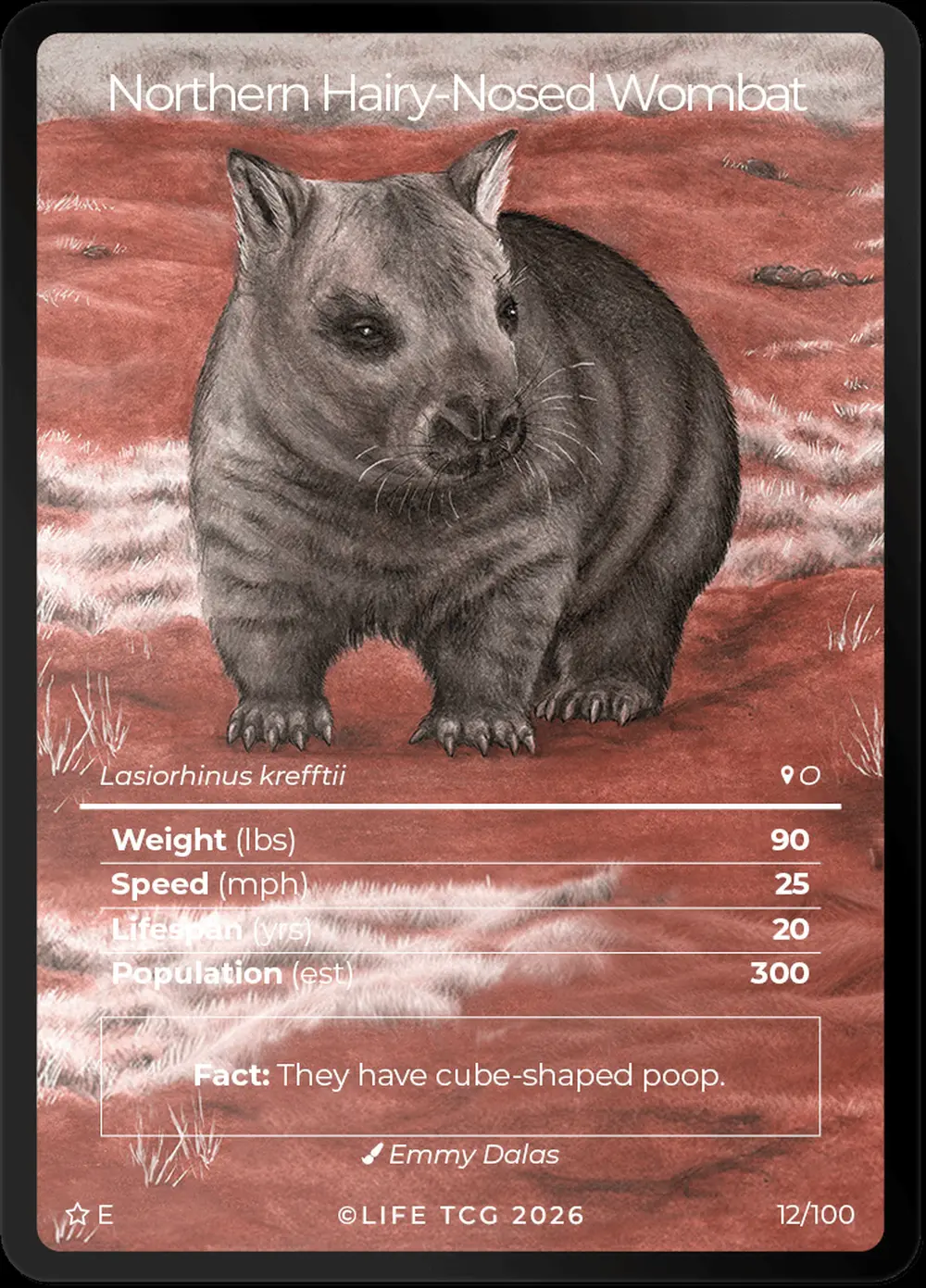 Northern Hairy Nosed Wombat card front
