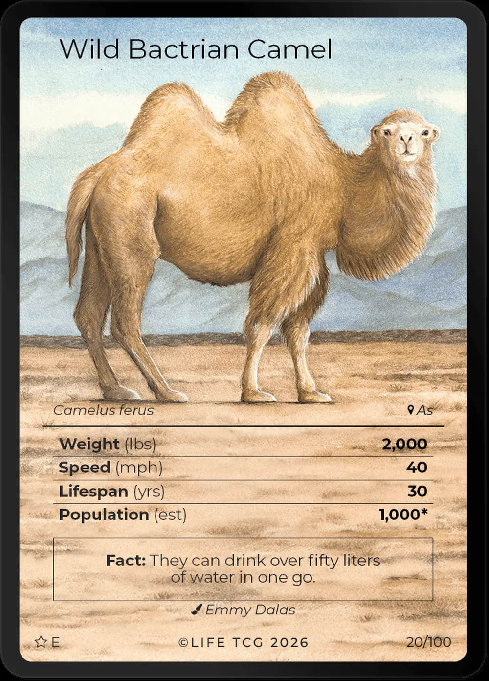 Wild Bactrian Camel card front