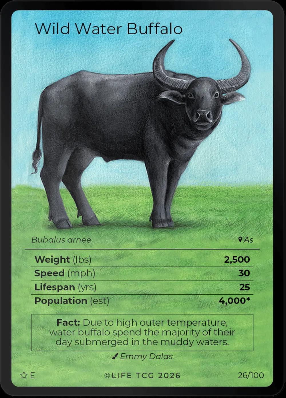 Wild Water Buffalo card front