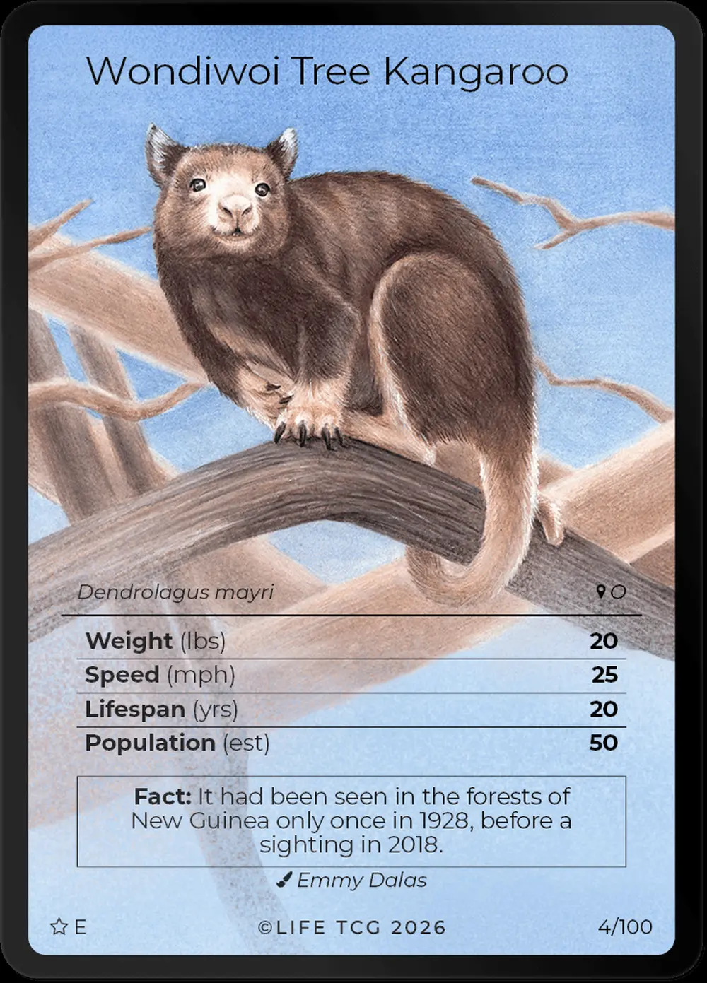 Wondiwoi Tree Kangaroo card front
