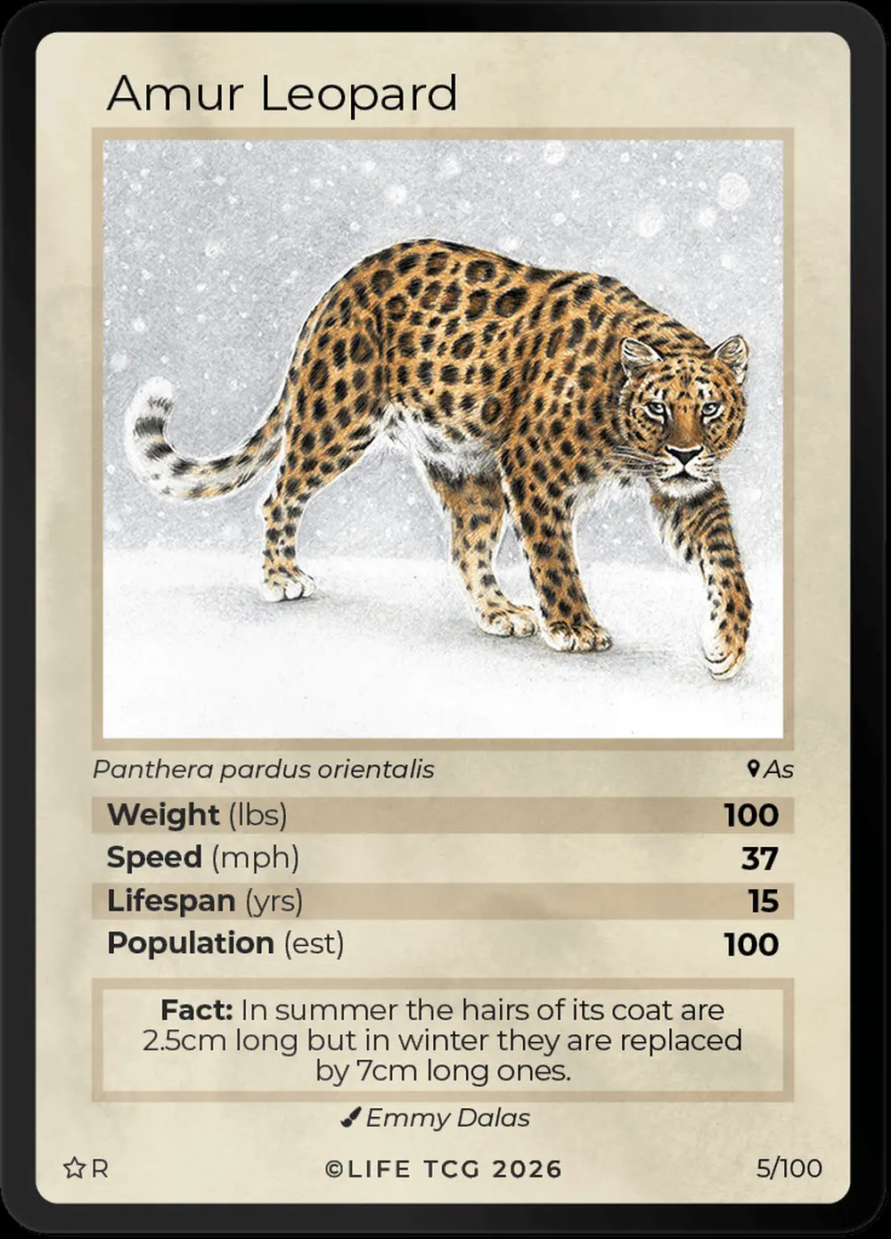 Amur Leopard card front
