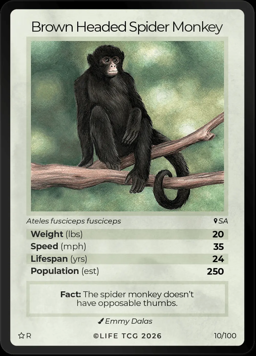 Brown Headed Spider Monkey card front