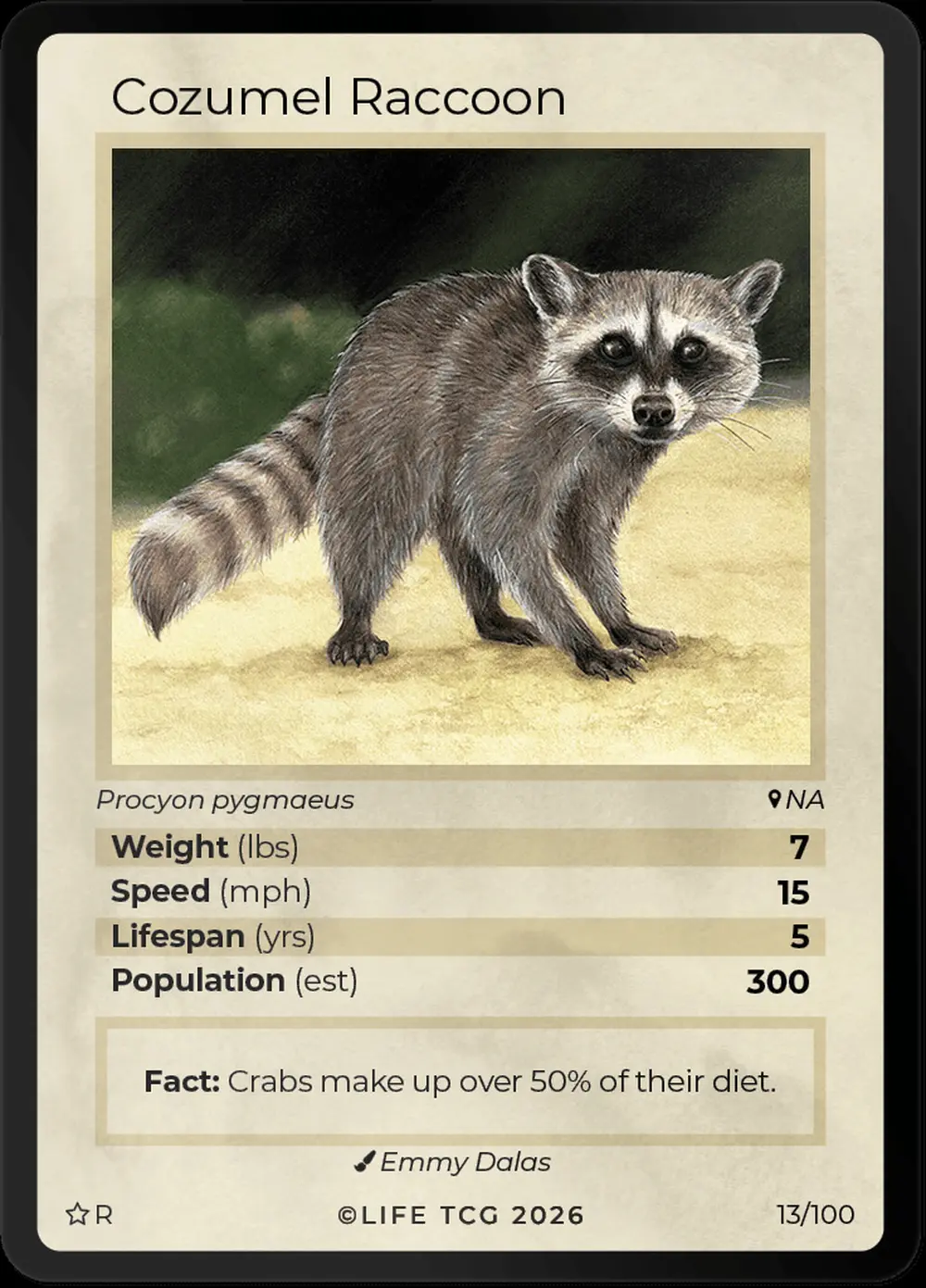Cozumel Raccoon card front