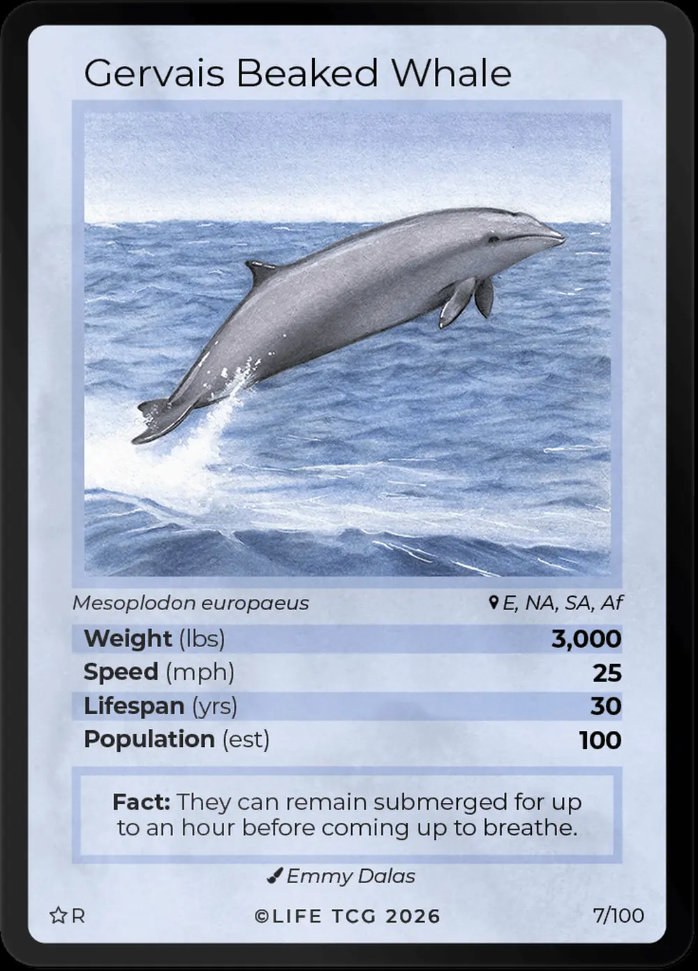 Gervais Beaked Whale card front