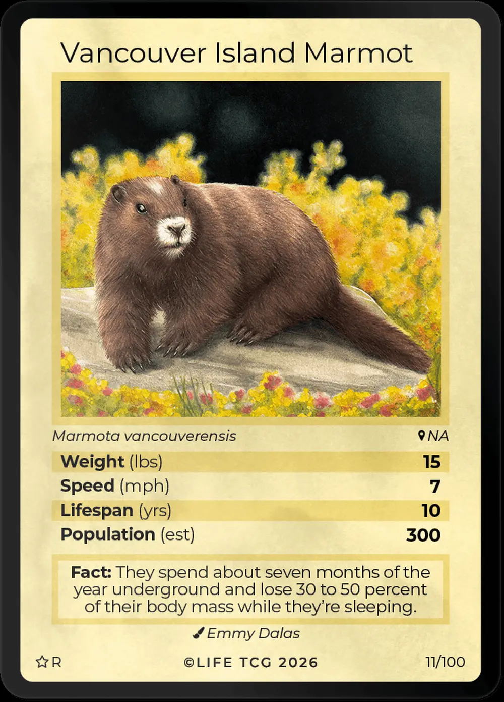 Vancouver Island Marmot card front