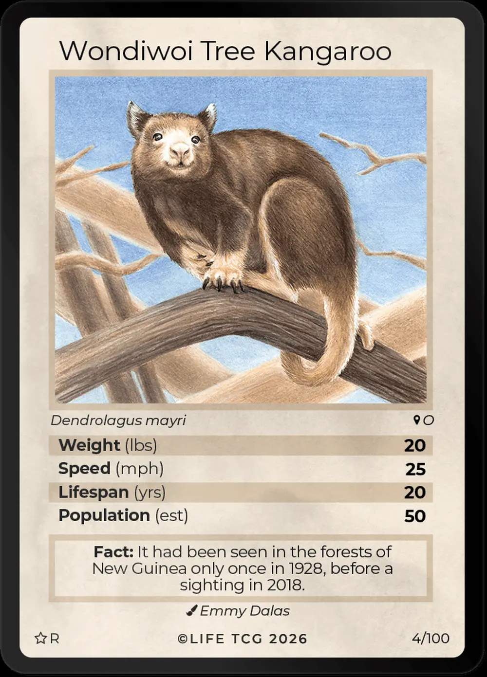 Wondiwoi Tree Kangaroo card front