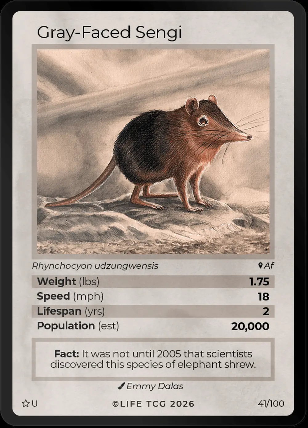 Grey Faced Sengi card front