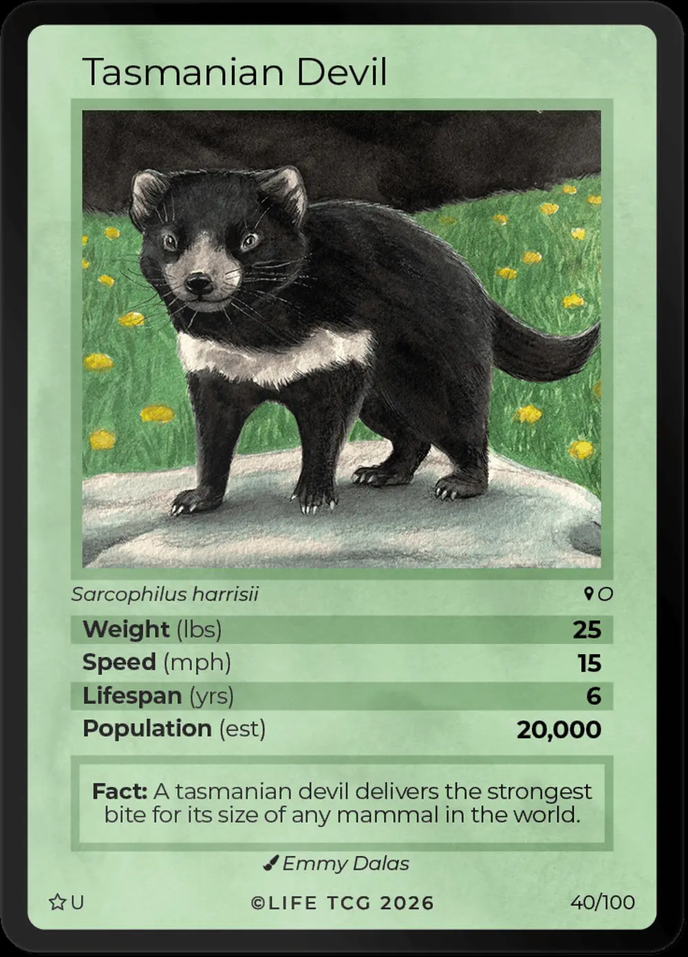Tasmanian Devil card front