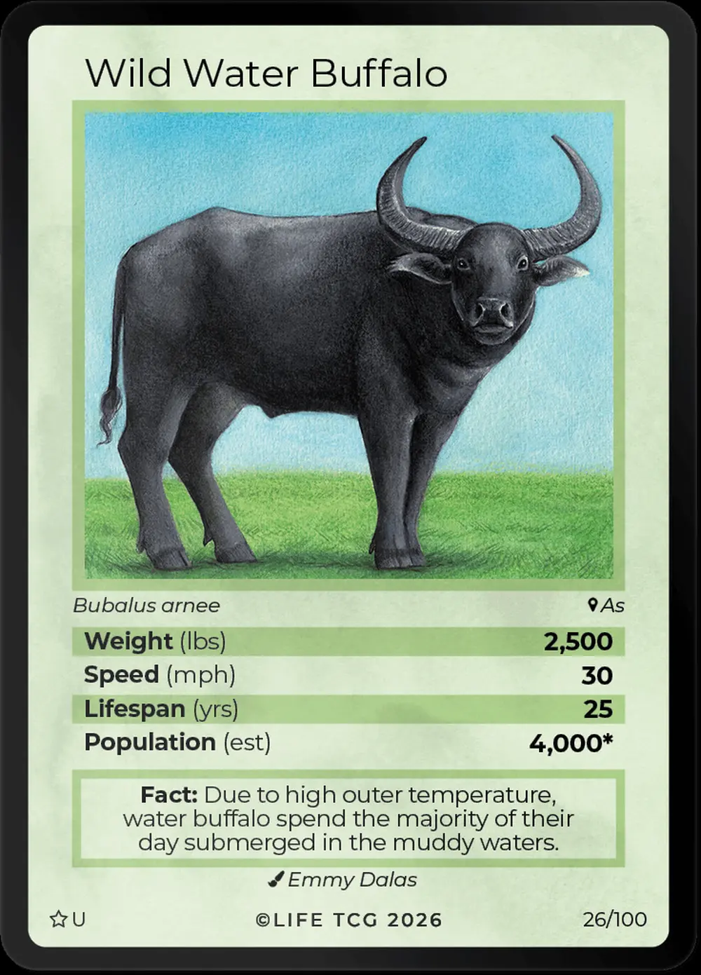 Wild Water Buffalo card front