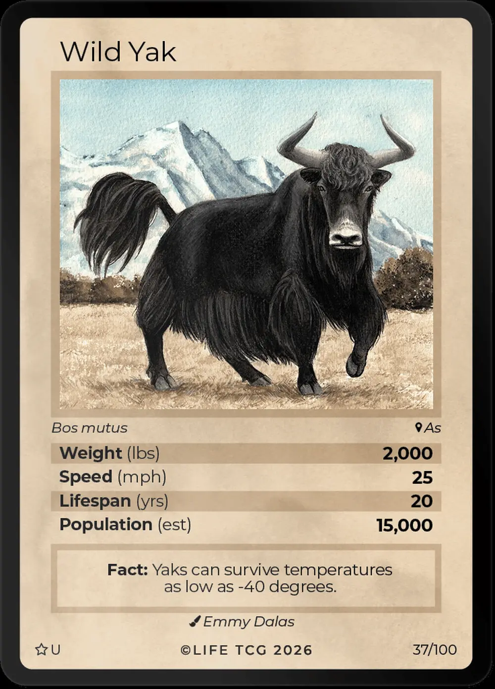 Wild Yak card front