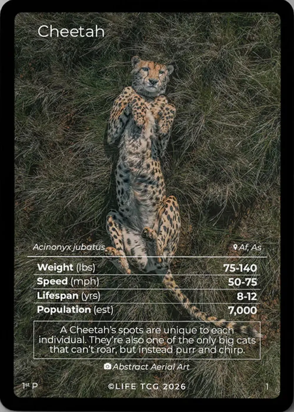 Cheetah card front