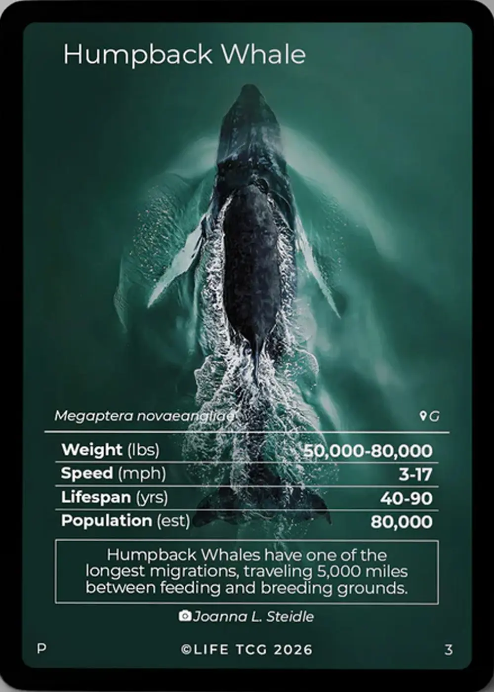 Humpback Whale card front