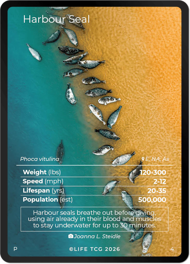 Harbour Seal card front