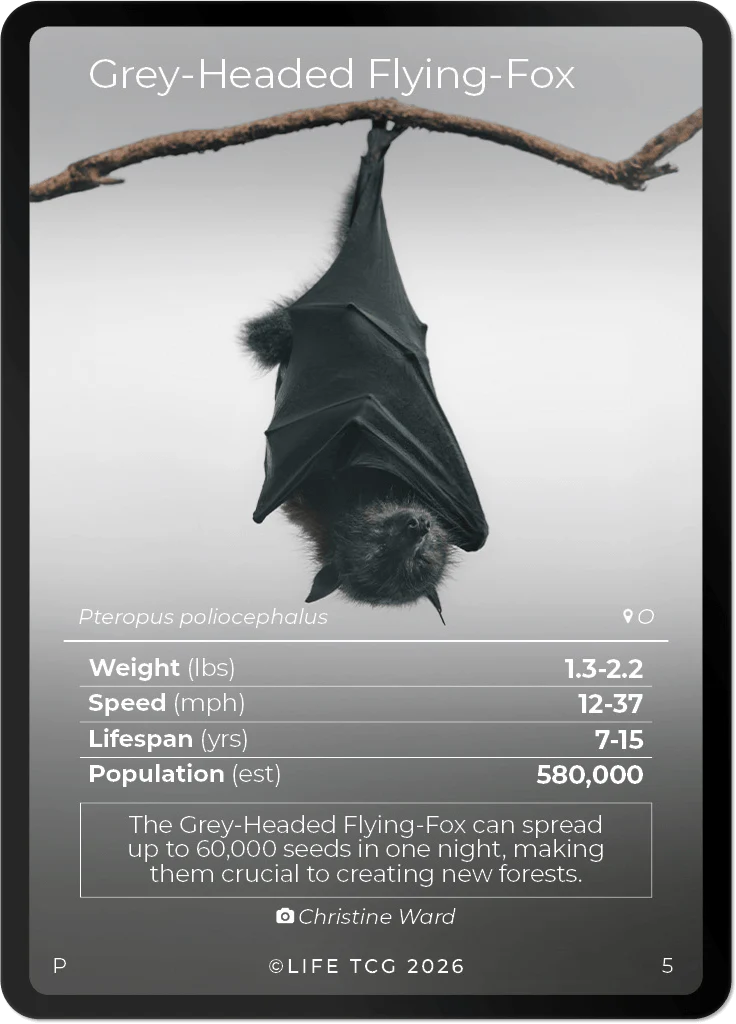 Grey-Headed Flying-Fox card front