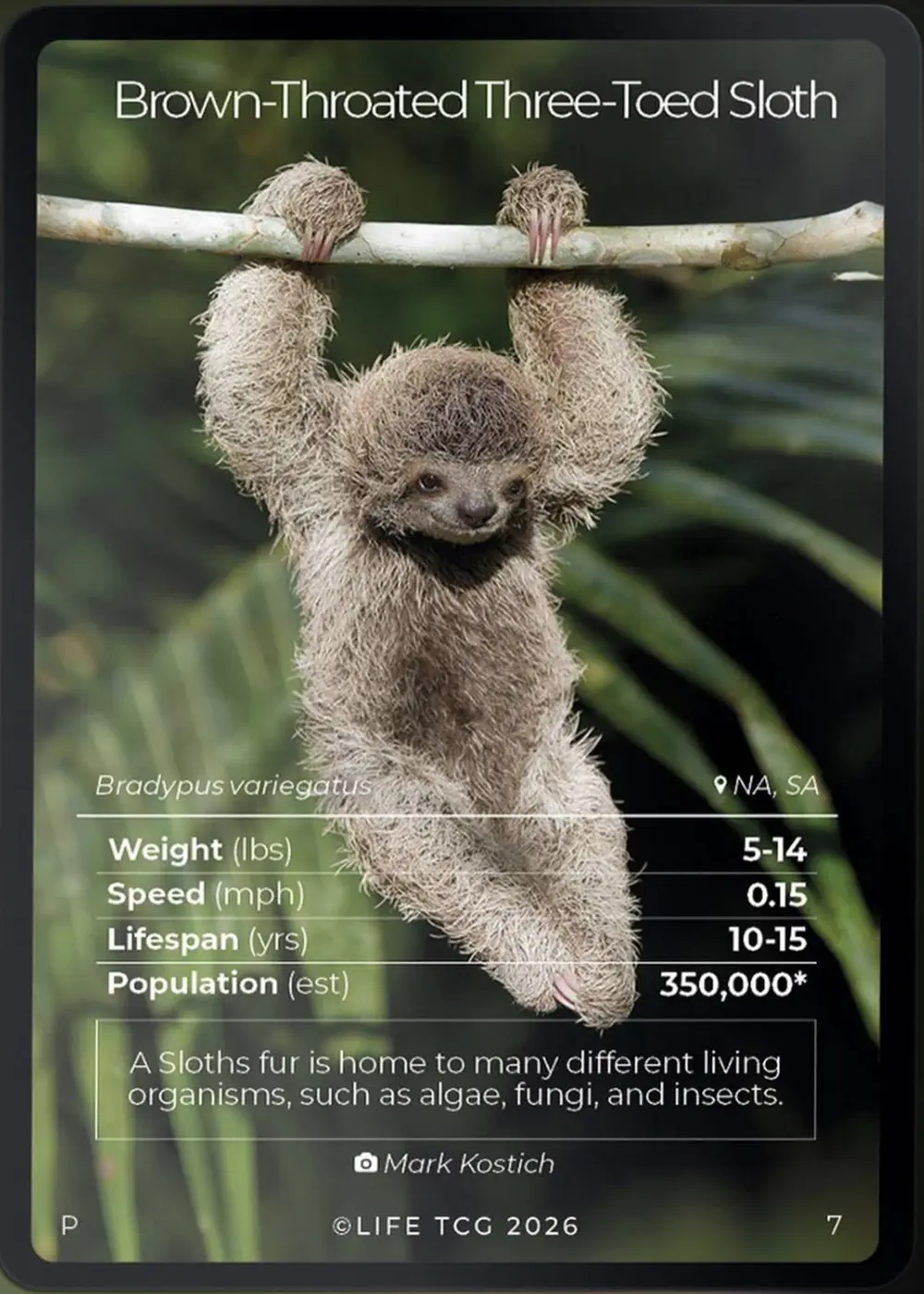 Brown-Throated Three-Toed Sloth card front